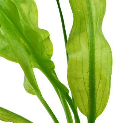 Aponogeton ulvaceus bulbo