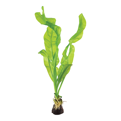 Aponogeton ulvaceus bulbo