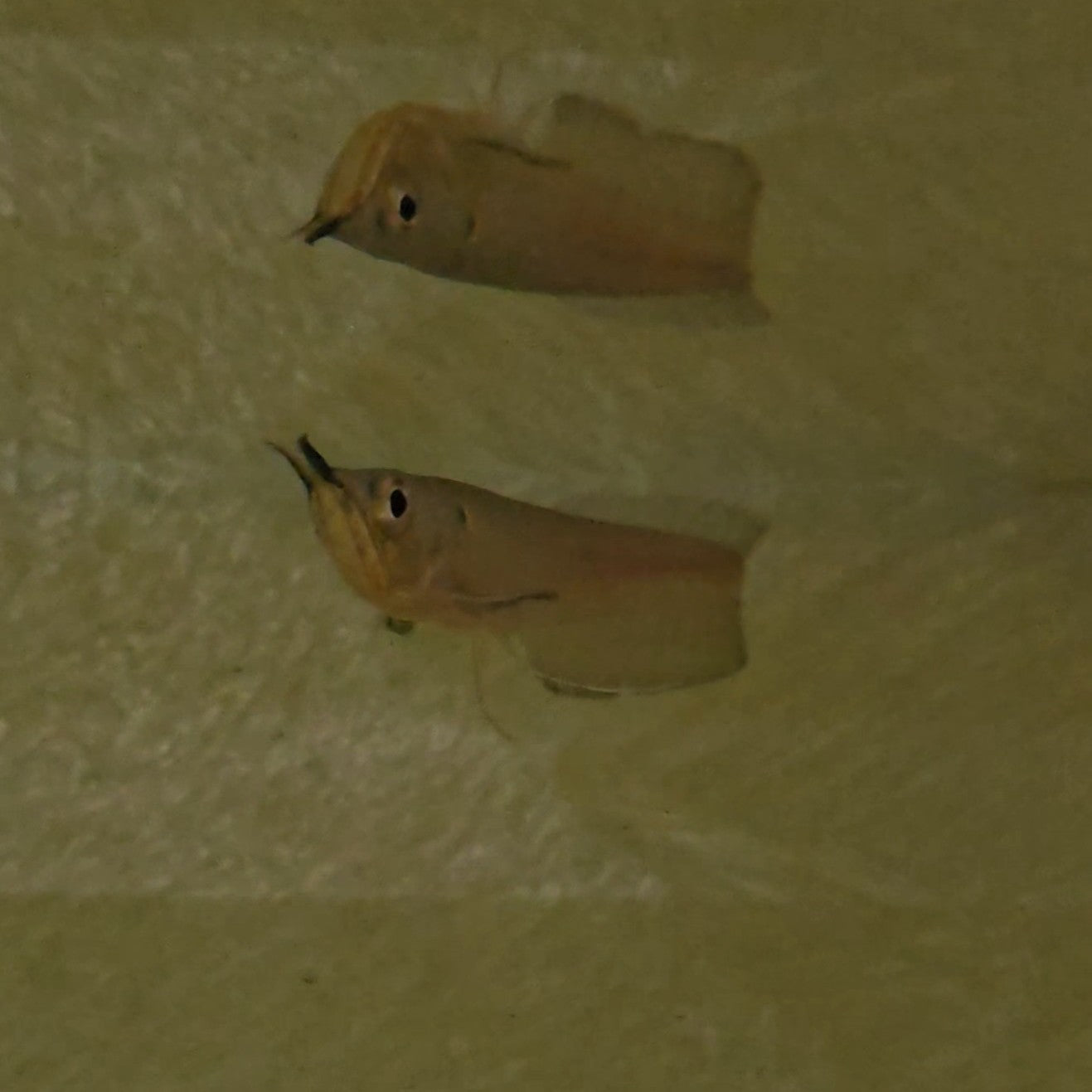 Arowana silver talla 12cm