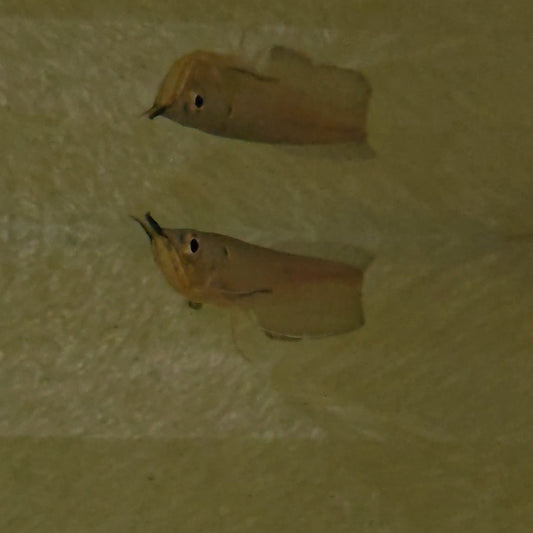 Arowana silver talla 12cm