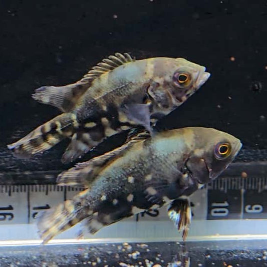 Astronotus Mikolji Wild 4-6cm