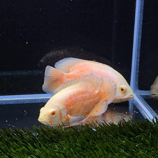 Astronotus Ocellatus Red Chili 12cm