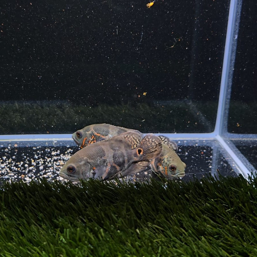 Astronotus ocellatus Red Tiger 12 cm