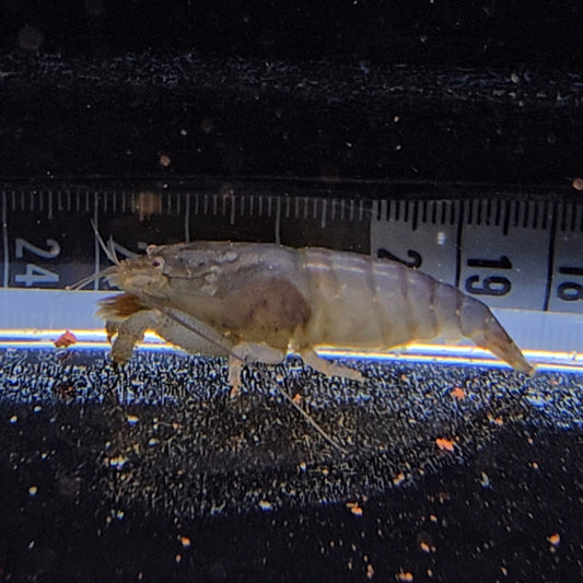 Atya Gabonensis 4-6cm