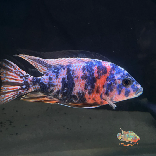 Aulonocara ORANGE BLOTCHED | freshwater fish 