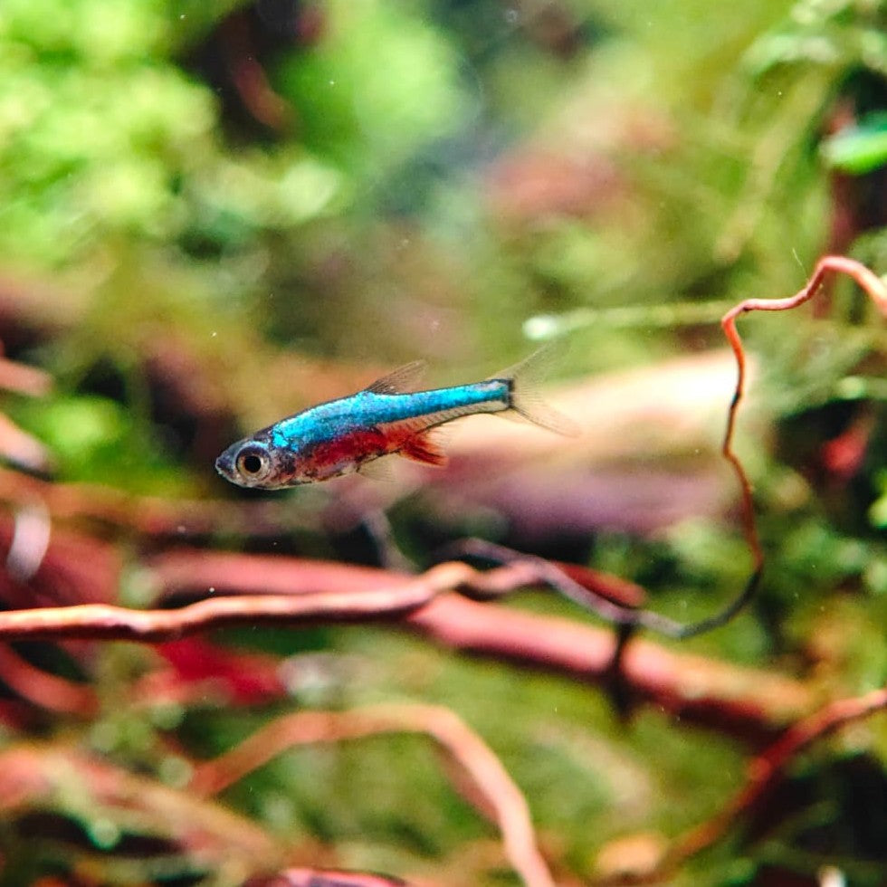 Rasbora axelrodi blue lg