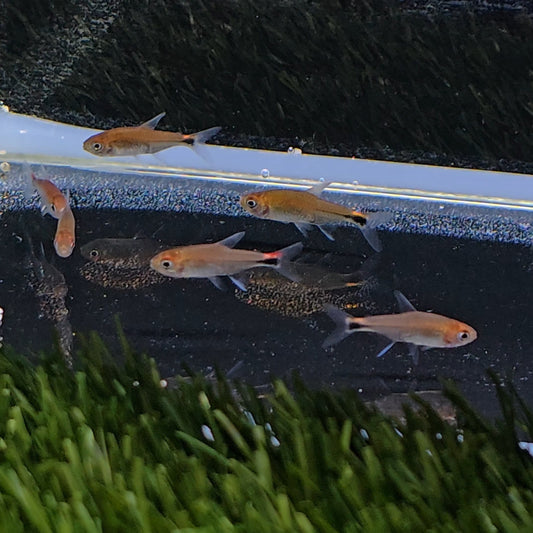 Axelrodia Riesei - tetra rubí | peces agua dulce