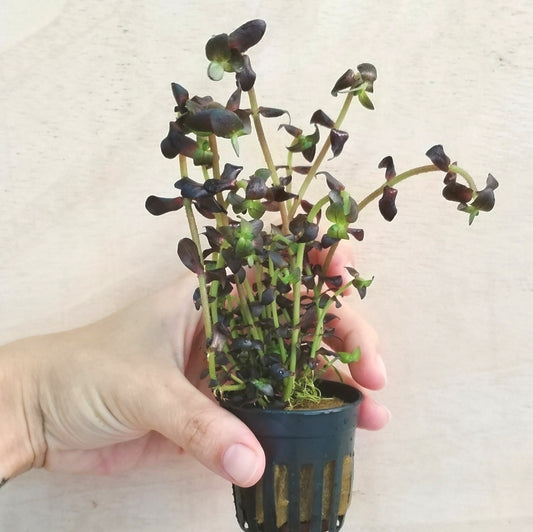 Bacopa salzmannii purple | planta para acuario