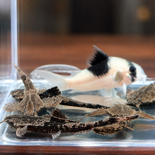 Pack 5 Bunocephalus coracoideus - Banjo Cat talla 5 cm | oferta con envio incluido