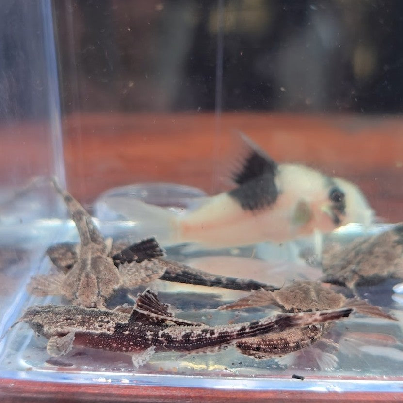 Bunocephalus coracoideus - Banjo Cat talla 5 cm