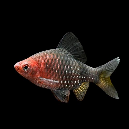 Barbo Rubí Puntius Nigrofasciatus | peces agua dulce