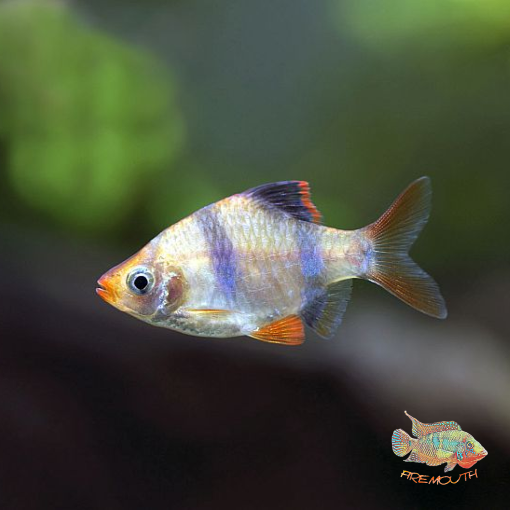 Puntius Tetrazone | freshwater fish 