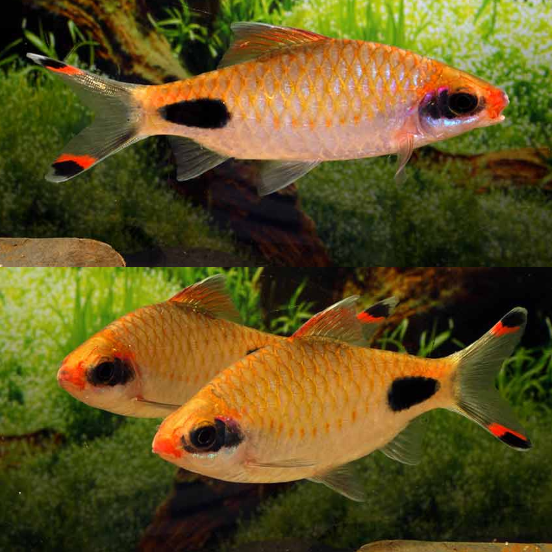 Barbus assimilis talla 4-5cm