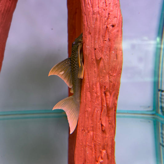 Baryancistrus demantoides L200A talla 8-10cm