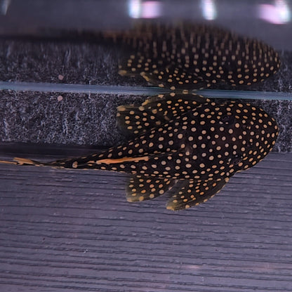 Baryancistrus xanthelus L18 6-8 cm – Hudson Crizanto