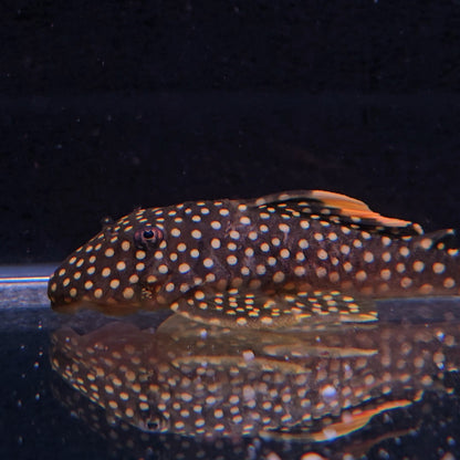 Baryancistrus xanthelus L18 6-8 cm – Hudson Crizanto