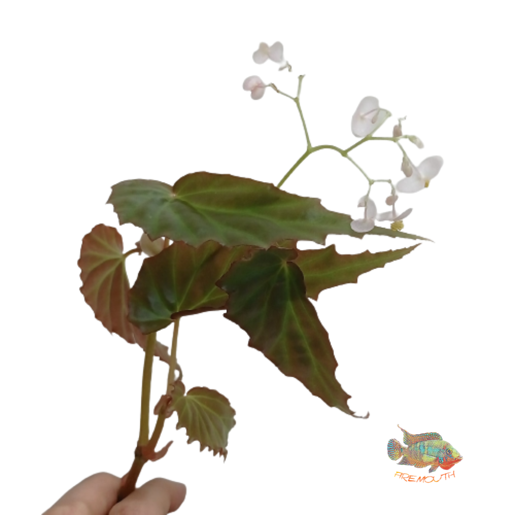 Begonia Borneensis | terrarium