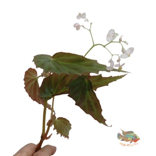Begonia Borneensis | terrarium
