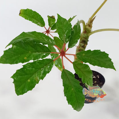 Begonia Carolineifolia | terrarium
