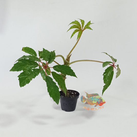 Begonia Carolineifolia | terrarium