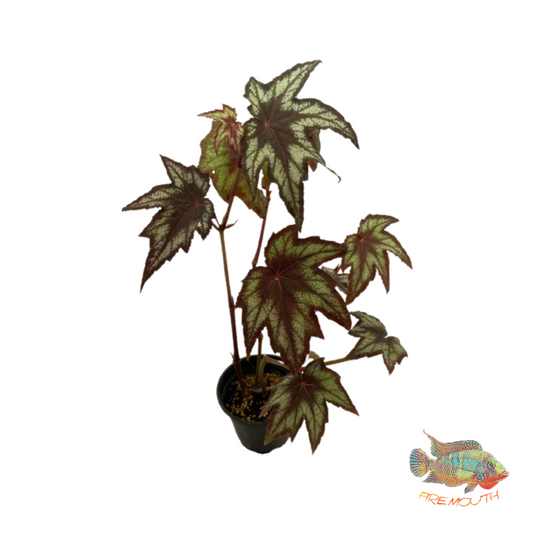 Begonia Little Brother Montgomery | terrarium