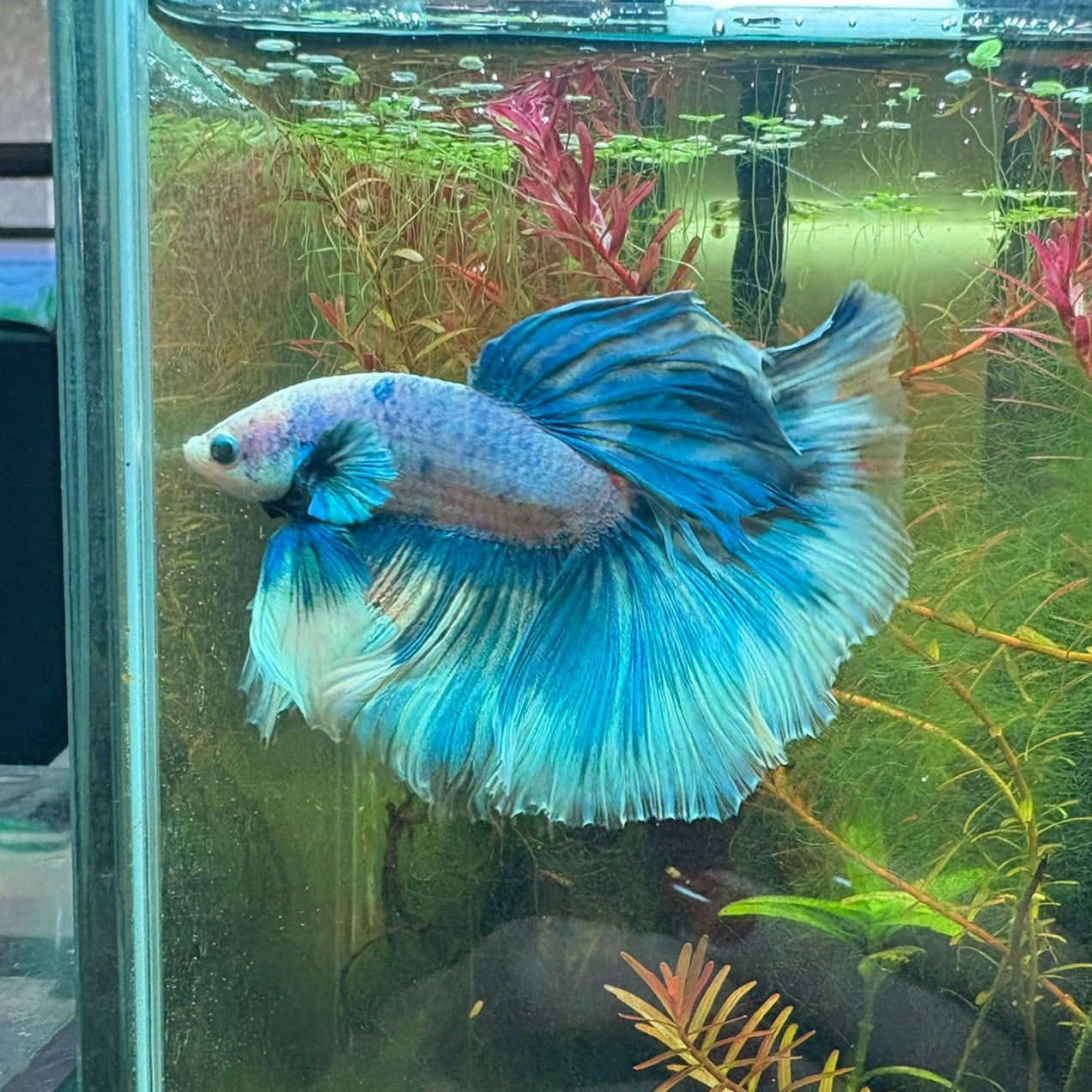 Betta Halfmoon macho