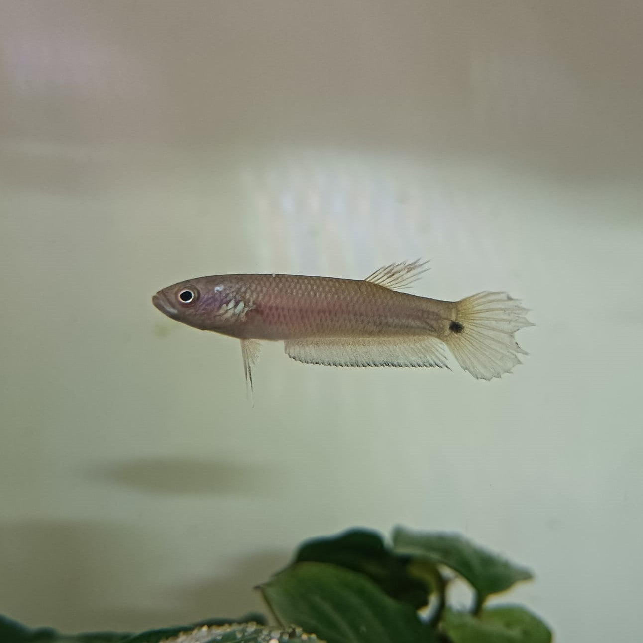 Betta Ocellata