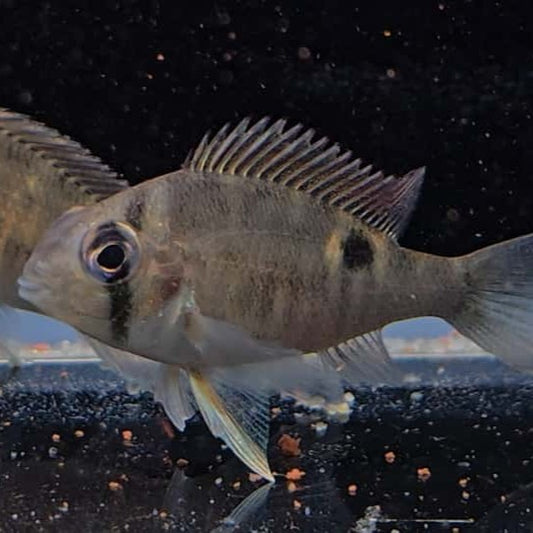 Biotodoma Cupido Wild 6-8