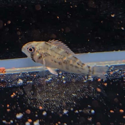 Biotodoma wavrini wild 4-5cm