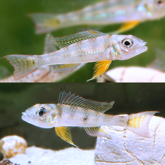 Biotoecus dicentrarchus wild talla lg-xlg