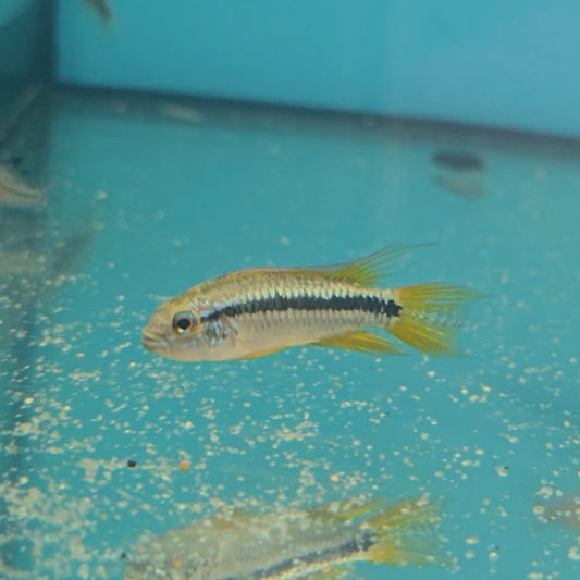 Apistogramma Bitaeniata lg-xlg