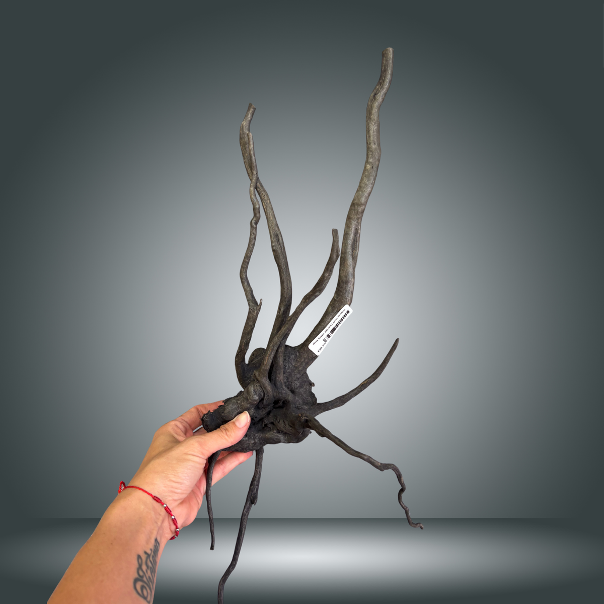 Black Spider 29S-010 | aprox 30-40cm