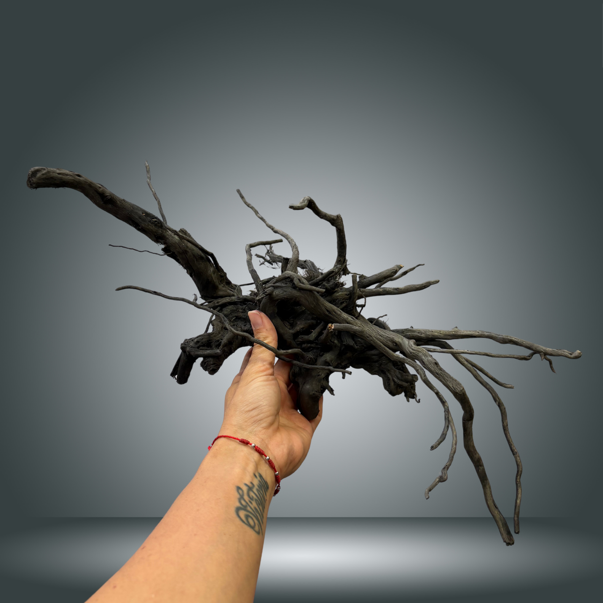 Black Spider 29S-013 | aprox 30-40cm