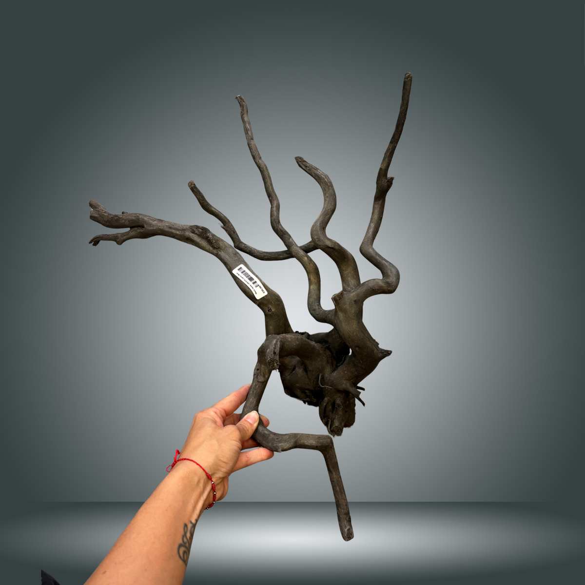 Black Spider 29S-014 | aprox 50cm
