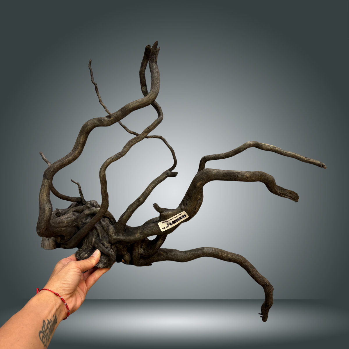 Black Spider 29S-015 | aprox 50cm