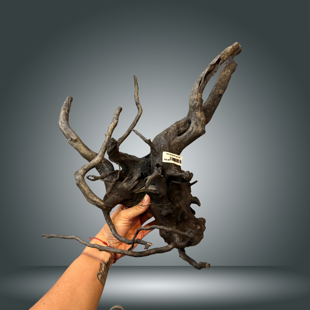 Black Spider 29S-018 | aprox 50cm