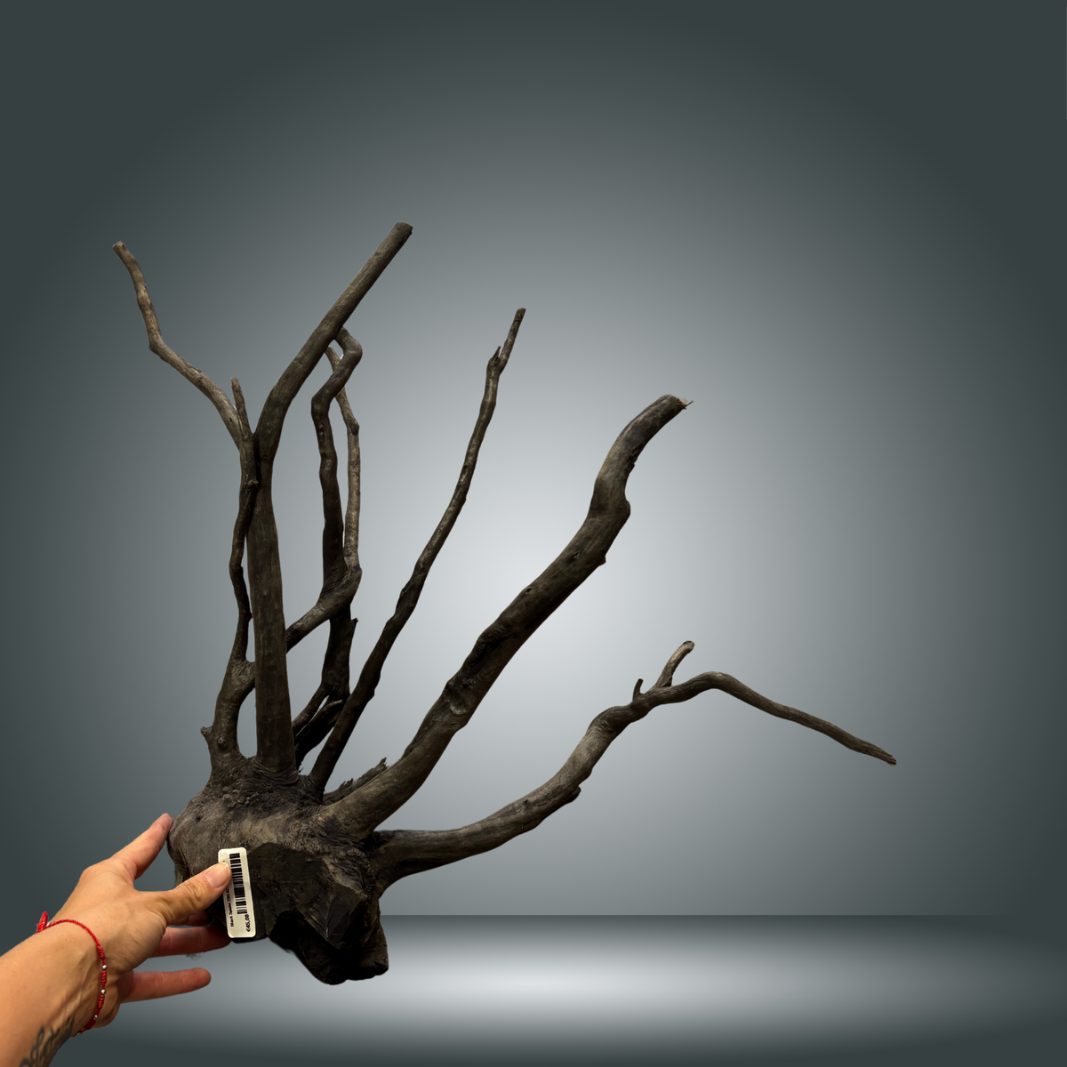 Black Spider 29S-021 | aprox 50cm