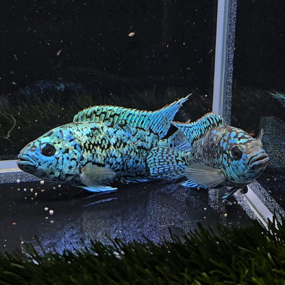 Cichlasoma Blue Dempsey 4-6cm | peces agua dulce