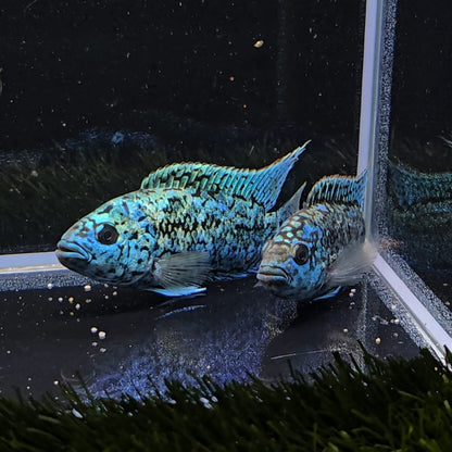 Cichlasoma Blue Dempsey 4-6cm | peces agua dulce