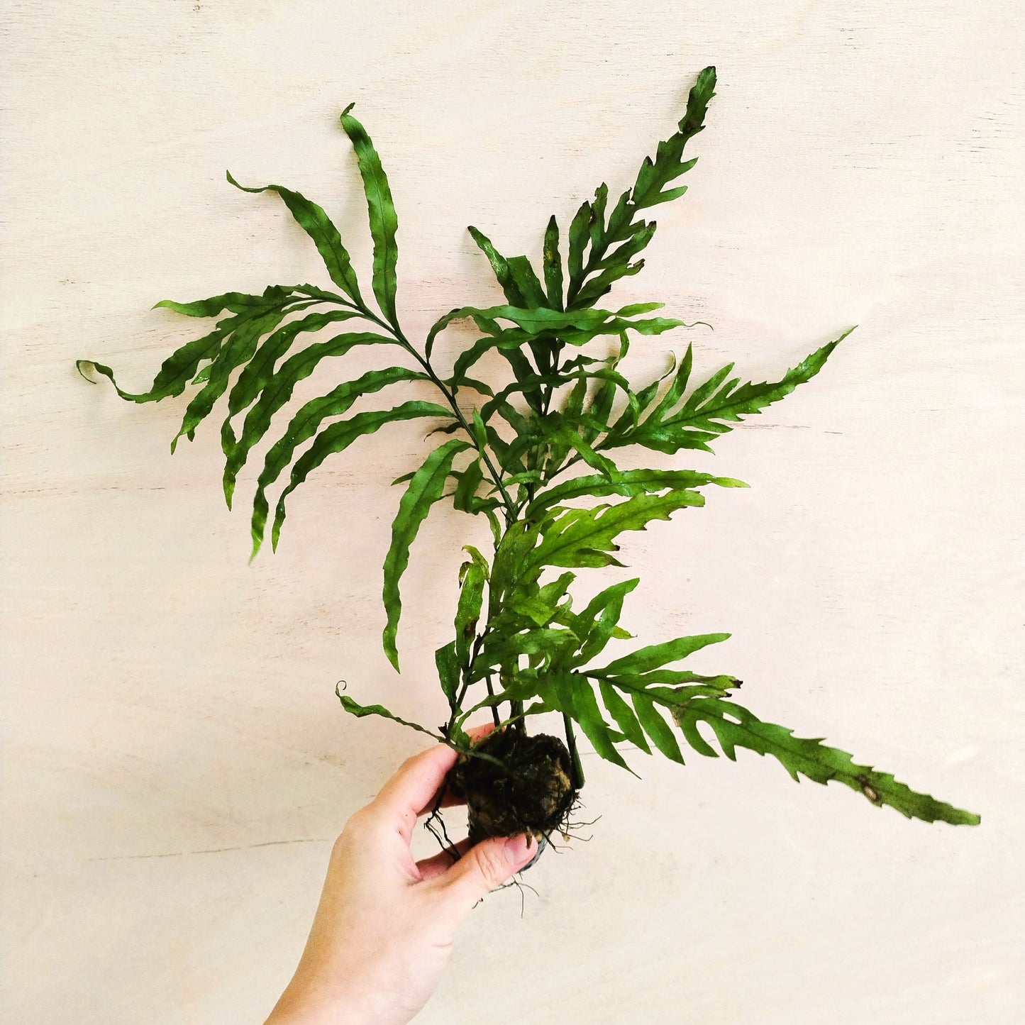 Bolbitis heudelotii | aquarium plant