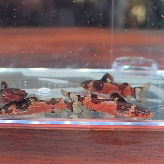 Pack 5 Microglanis poecilus talla 3cm
