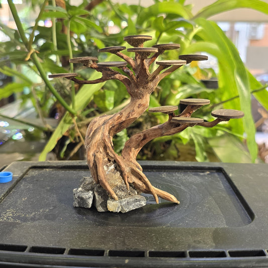 Bonsai Rasamala talla XS