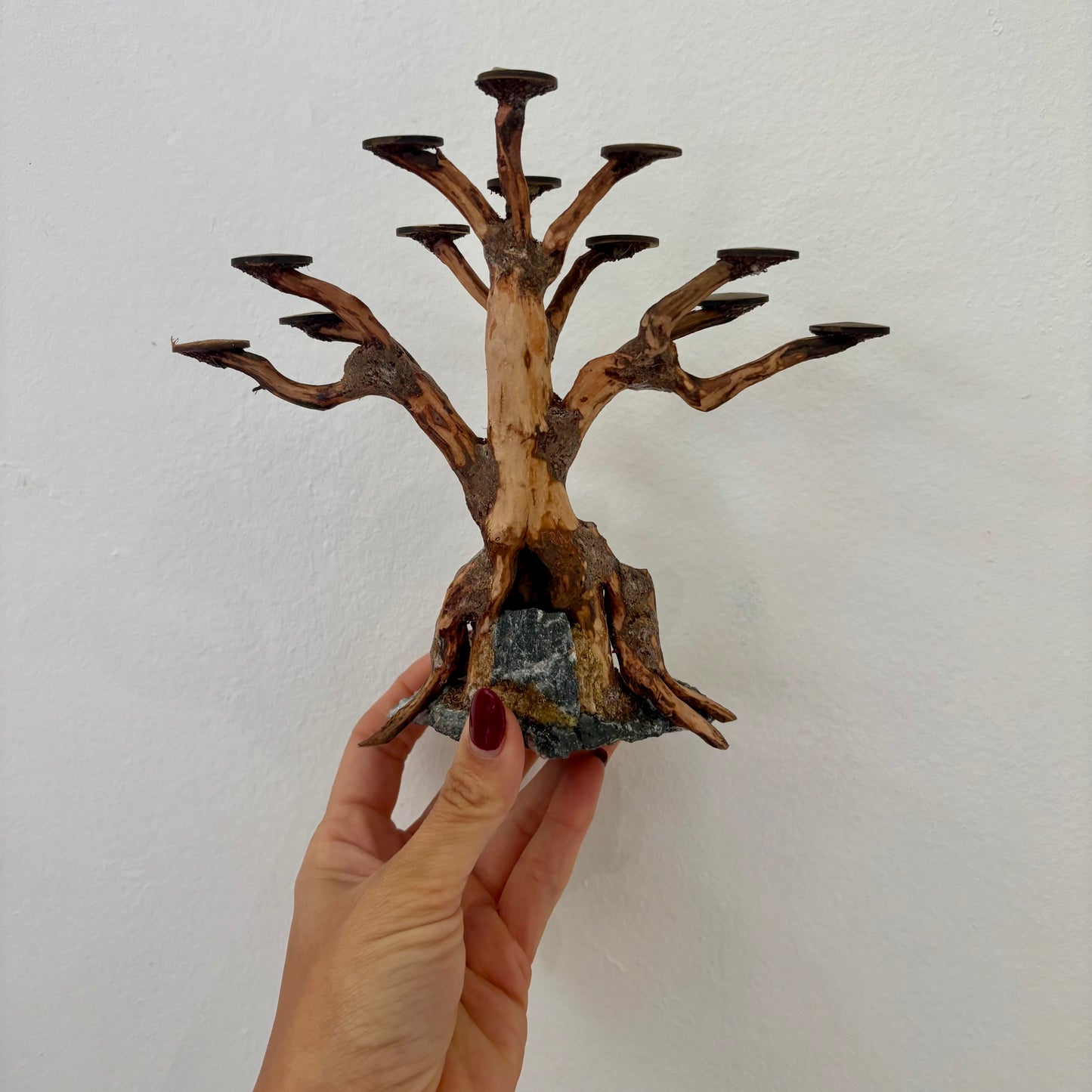 Bonsai Rasamala XS nº 2