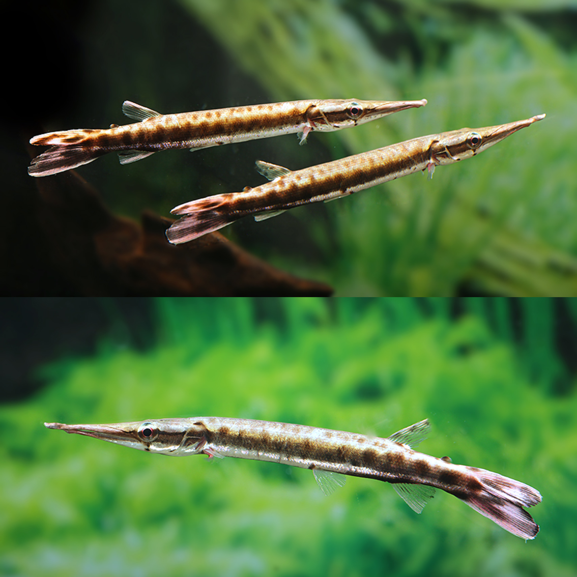 Boulengerella maculata talla 10-12cm