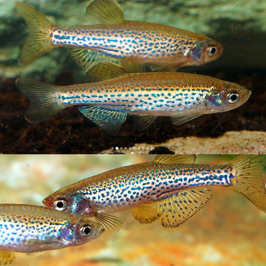 Brachydanio frankei lg