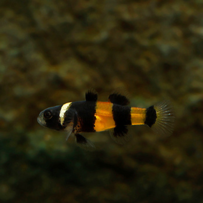Brachygobius sabanus wild | freshwater fish 