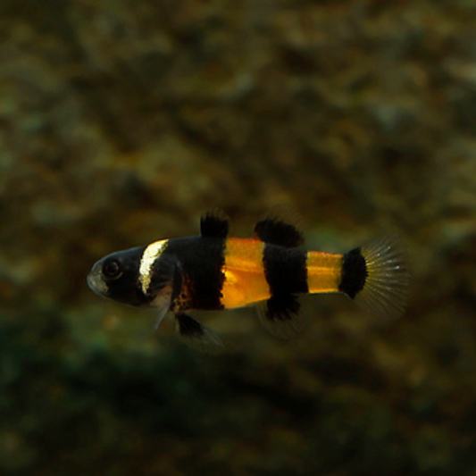 Brachygobius sabanus wild | peces agua dulce