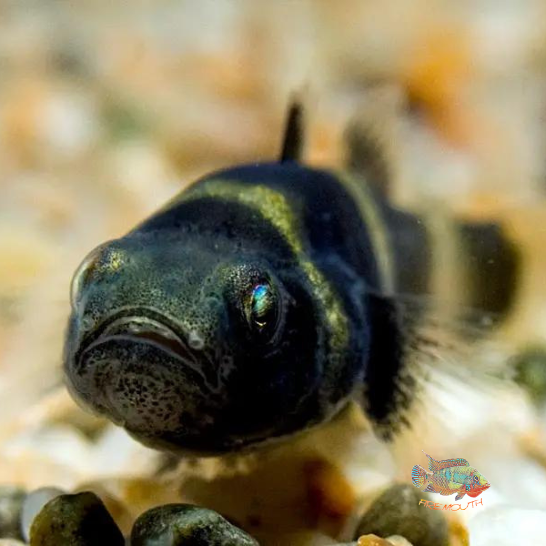 Brachygobius sabanus wild | freshwater fish 