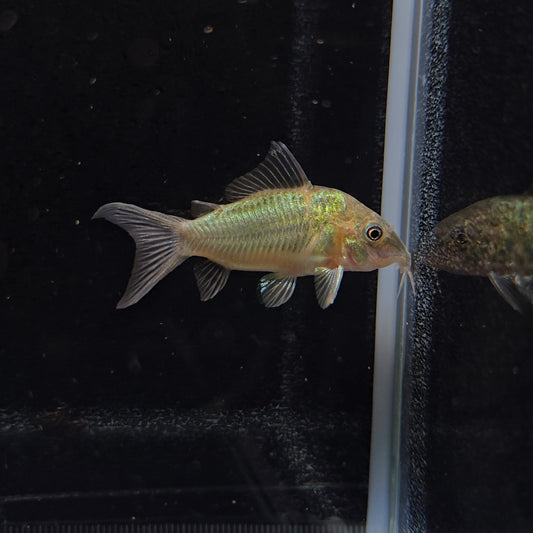 Brochis Splendens bred md-lg