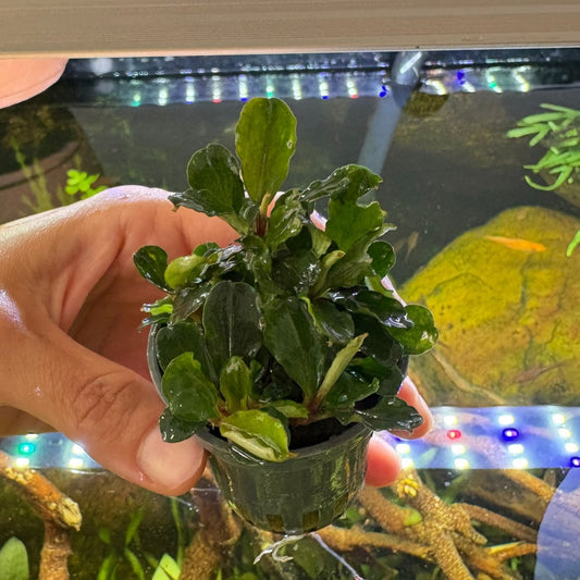 Bucephalandra blue green | oferta